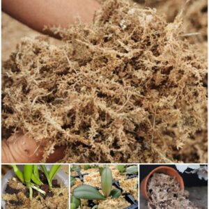 0822f65f161a8541780f3d69722175dd